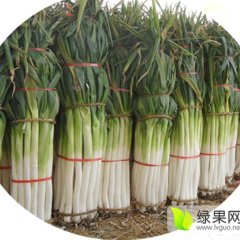 泗水长白净土大葱