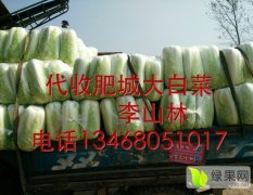 山东肥城11月北京新三号白菜