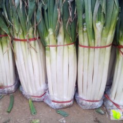 2015平邑大葱值得出手