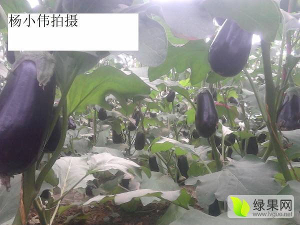 2017年山东莘县布利塔长茄价格