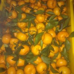 广西兴安南丰蜜桔柑橘名扬天下