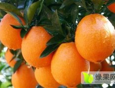 2015脐橙，椪柑，南丰，柚子再不来就没机会了！