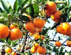 2015全州柑橘抓住商机无限