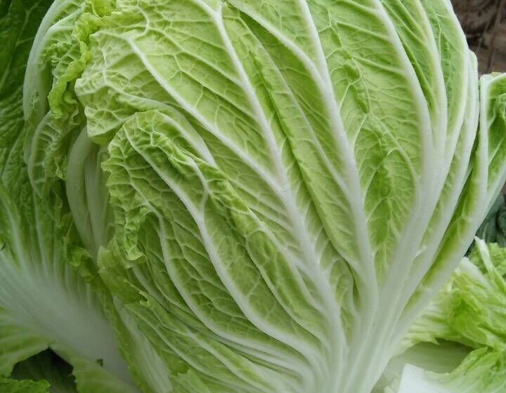 县无公害大白菜基地,本地盛产87-114大头白菜和青杂三号白菜联系电话