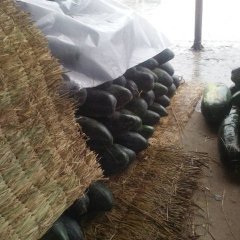 鼓楼仓搂张永刚11月子弹头黑皮冬瓜