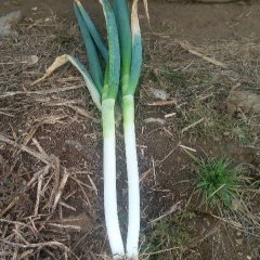 安丘刘家王金山4月铁杆大葱