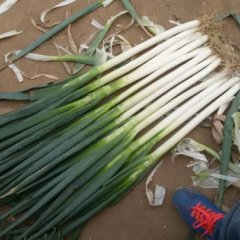 山东安丘铁杆大葱产销两旺