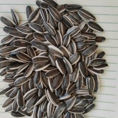 出售内蒙乌拉特前旗葵瓜子