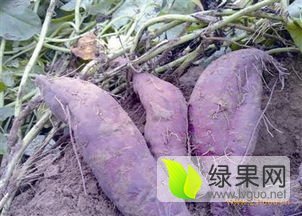 2015贺州红薯再不来就没机会了！