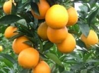 2015贺州脐橙现在订货有惊喜