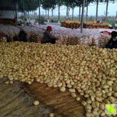 山东滕州常年加工出售水洗干洗土豆