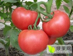 2015莘县硬粉西红柿大量上市