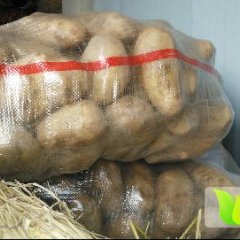 多伦淖尔彭涛8月夏波蒂土豆