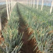 2016坊子大葱抓住商机无限