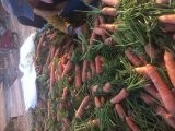 2015年河南开封胡罗卜价格