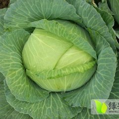 岳阳县甘蓝口感爽口,君山张威诚信合作