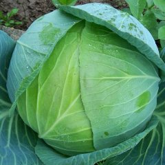 岳阳县甘蓝质量上乘,岳阳张威诚信合作