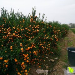 大量供应南丰蜜桔，色泽好