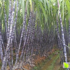 广西博白黑皮果蔗甘蔗火热上市