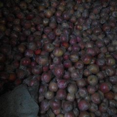 山西临猗红富士苹果假一赔十