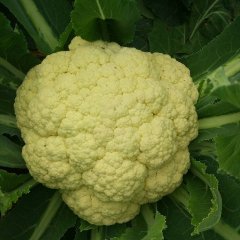 沛县菜花逐渐升温河口陈先生诚信合作