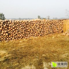 2015利辛南瓜全黄，所剩不多，速来采购...