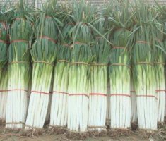 山东昌邑长白大葱著名品种