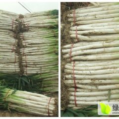 新野土豆随行就市,樊集肜照军诚信合作