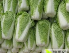 安徽宿州青杂三号白菜品质优良