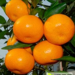 阳朔沙糖桔质量上乘葡萄林崇达诚信合作