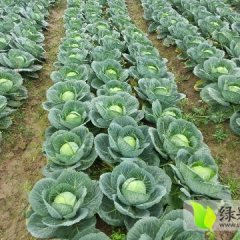 湖南岳阳县绿缘圆球君甘蓝绿色无公害