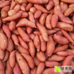 固安河北杨小兵7月龙署九号红薯