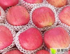 2015冠县苹果价格波动不大
