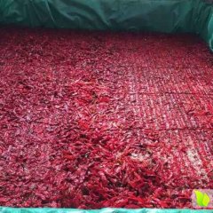 宁河天津刘建永2月津红辣椒