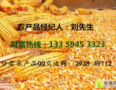甘肅靖遠(yuǎn)大量出售干玉米，貨源豐富，交通便利