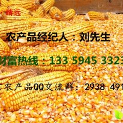 甘肃靖远大量出售干玉米，货源丰富，交通便利