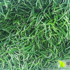 2015广东雷州辣椒量大质优曾生诚信合作