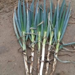 山东平度铁杆大葱陈明强