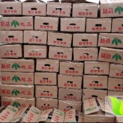 河北雄县龙署九号红薯著名品种