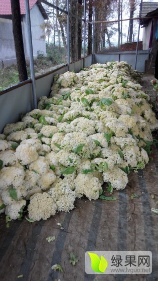 2015年湖北天门白面青梗松花菜价格