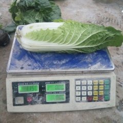 定州东马王朝风11月娃娃菜