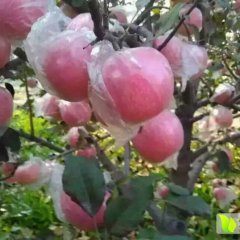 临猗苹果质量上乘东张先生诚信合作