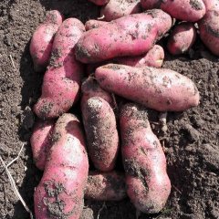 兰西新旺尹坤11月红玫瑰土豆