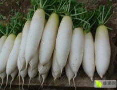 河北邯郸大量供应优质萝卜