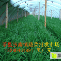 莘县韭菜绿色无公害张寨吴广元诚信合作