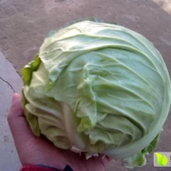 河南新野11月（克日，苏绿28）已悄然上市