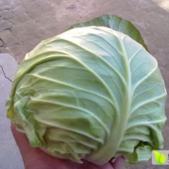 河南新野（中甘，旺旺，绿秀）薄叶甘蓝已大量