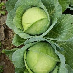 君山甘蓝营养丰富,岳阳张威诚信合作