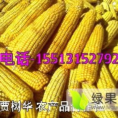 供应优质玉米粒 先锋38p05色泽金黄颗粒饱满