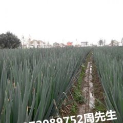 江苏海门周菊宝铁杆大葱欢迎合作